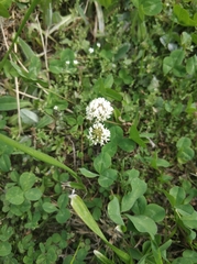 Trifolium repens