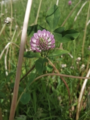 Trifolium pratense