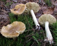 Tricholoma intermedium