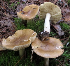 Tricholoma intermedium
