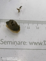 Ampullaceana balthica