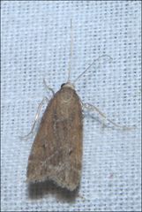 Achyra affinitalis