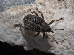 Ceutorhynchus typhae