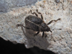 Ceutorhynchus typhae