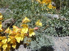Tropaeolum polyphyllum