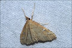 Udea hyalistis