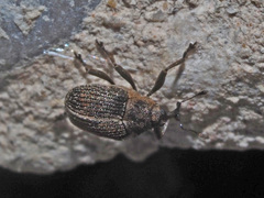 Ceutorhynchus typhae