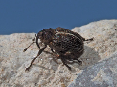 Ceutorhynchus typhae