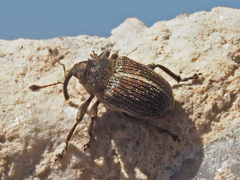 Ceutorhynchus typhae