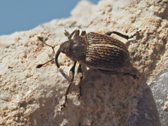 Ceutorhynchus typhae