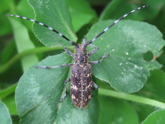 Monochamus saltuarius