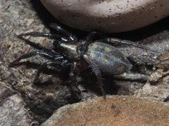 Callilepis nocturna