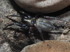 Callilepis nocturna