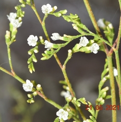 Limonium tabernense