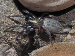 Callilepis nocturna