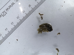 Ampullaceana balthica