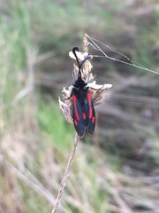 Zygaena sarpedon