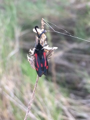 Zygaena sarpedon