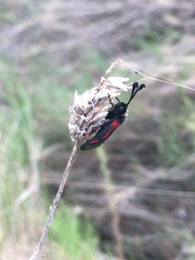 Zygaena sarpedon
