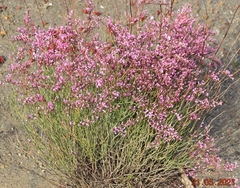 Limonium insigne