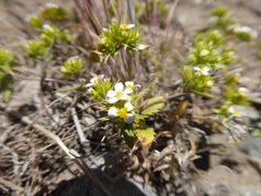 Triptilion cordifolium