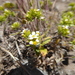 Triptilion cordifolium - Photo (c) danplant, μερικά δικαιώματα διατηρούνται (CC BY-NC), uploaded by danplant