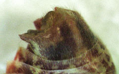 Chinamiris muehlenbeckiae