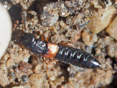 Anotylus insecatus