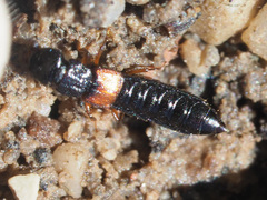 Anotylus insecatus