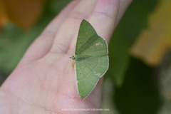 Ornithospila bipunctata