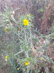 Scolymus