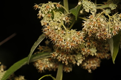 Byttneria grandifolia
