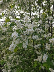 Prunus padus
