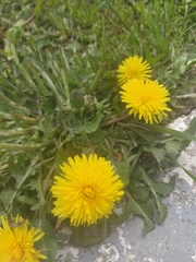 Taraxacum officinale