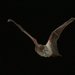 Hoary Wattled Bat - Photo (c) Michael Pennay, some rights reserved (CC BY-NC-ND)