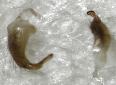 Chinamiris muehlenbeckiae