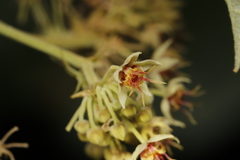 Byttneria grandifolia