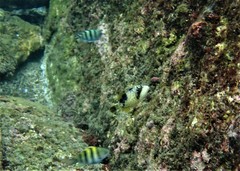 Balistoides viridescens