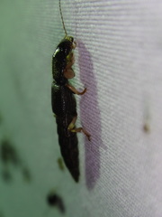 Pinophilus latipes
