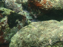 Balistoides viridescens