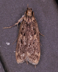 Martyringa ravicapitis