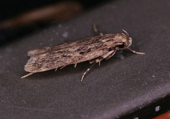 Martyringa ravicapitis