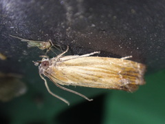 Eucosma radiatana