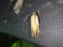 Eucosma radiatana