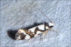 Machetis aphrobola