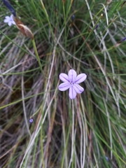 Aphyllanthes monspeliensis