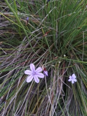 Aphyllanthes monspeliensis