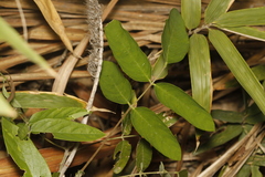 Uraria lagopodioides