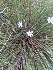 Aphyllanthes monspeliensis