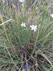 Aphyllanthes monspeliensis